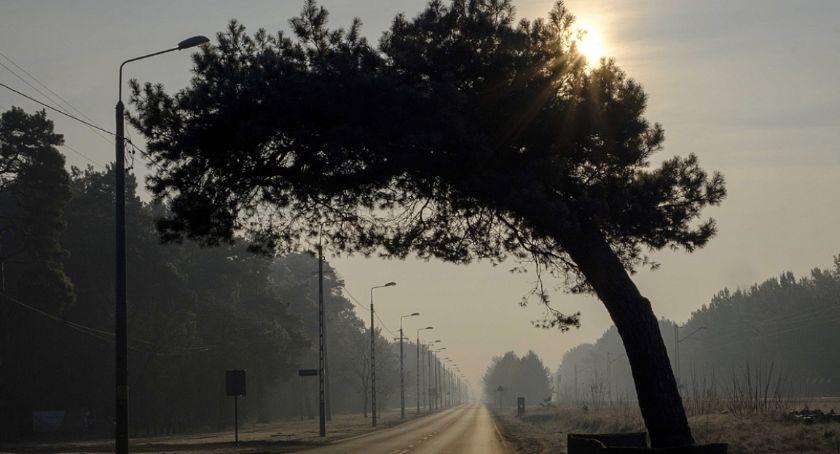 Konkurs Drzewo Roku — wawerska Sosna Falenicka