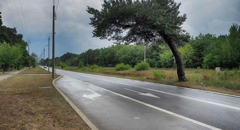 Koniec sporu o falenicką sosnę
