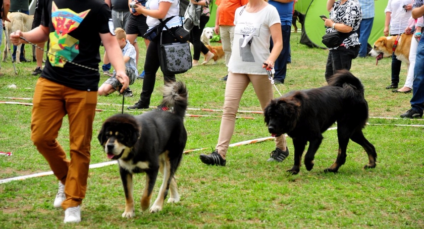 International Dog Show  2016 [ZDJĘCIA]