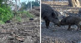 Wataha dzików terroryzuje mieszkańców Wawra. Odłów dzików zostanie wznowiony?