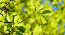Na ul. Kadetów wciąż za mało nasadzeń