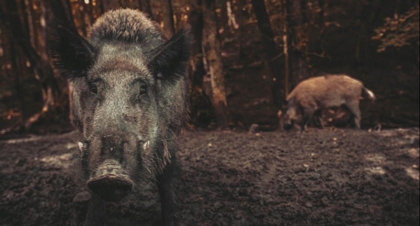 Dziki zadomowiły się na osiedlu Zielona-Grzybowa