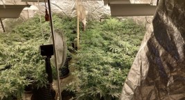 Policjanci z Wesołej zlikwidowali plantację konopi [ZDJĘCIA]