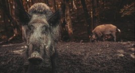 Dziki zadomowiły się na osiedlu Zielona-Grzybowa
