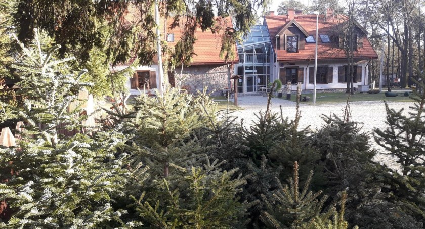 Poświąteczna zbiórka choinek w Centrum Edukacji Przyrodniczo-Leśnej. Kiedy?