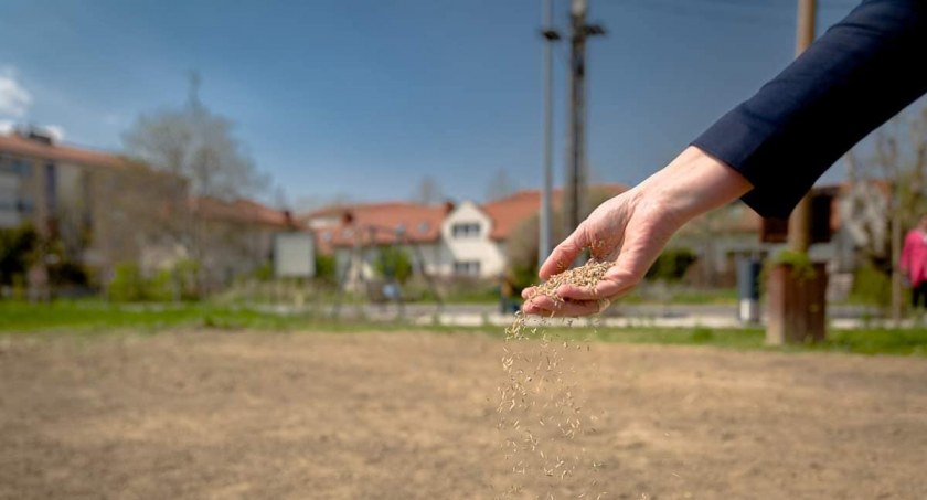 Wysiano łąkę kwietną w mini parku Pod Jerzykami [ZDJĘCIA]