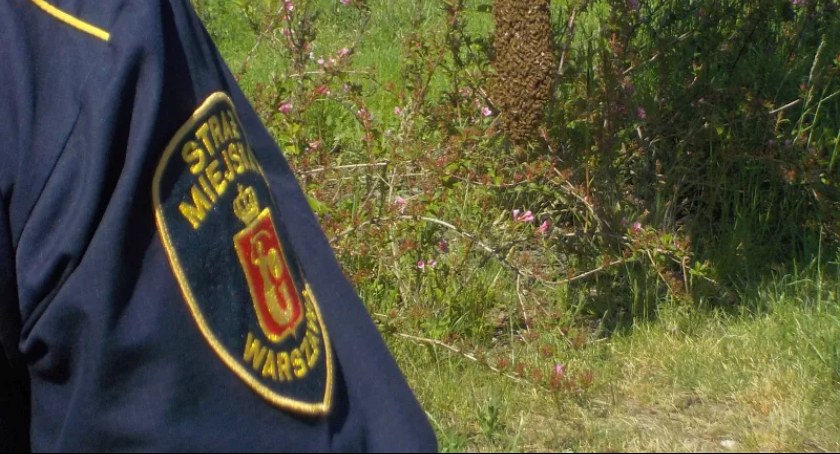 Pszczoły zorganizowały sobie piknik przy Osi Królewskiej