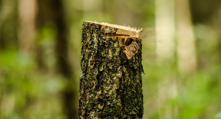 Wycięto drzewa przy SP nr 261. Dlaczego? 
