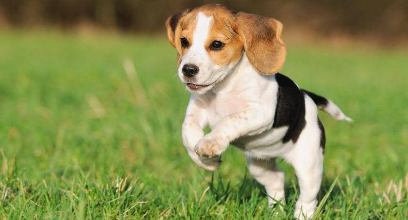 Niech Beagle podbije Twoje serce