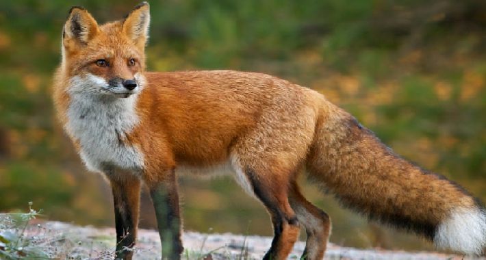 Szczepienie lisów przeciw wściekliźnie - komunikat