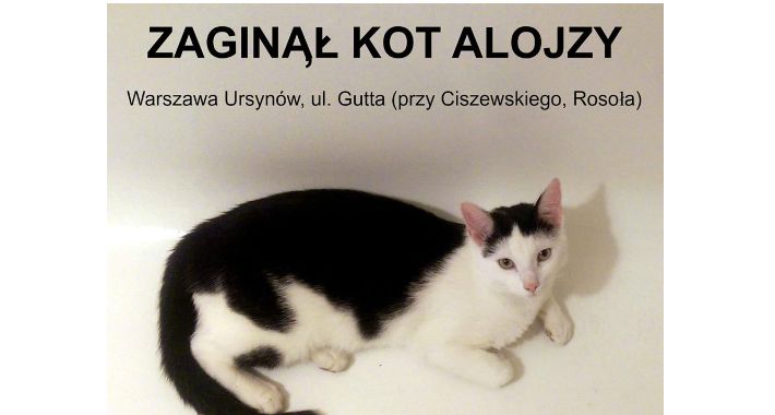 Szukamy kotka!
