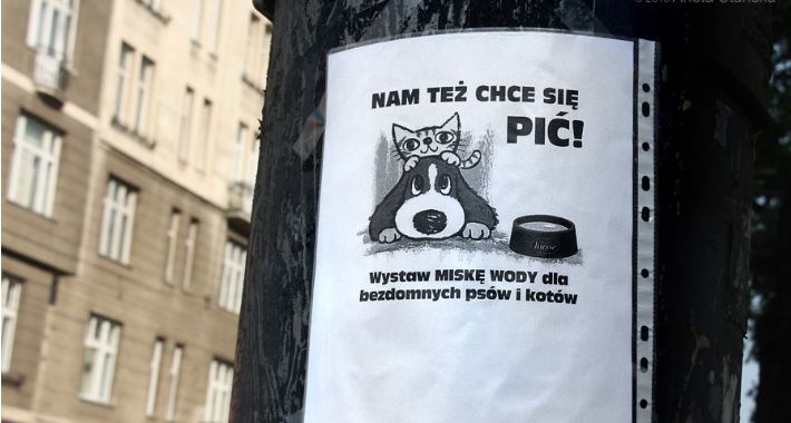 W upały zadbaj także o zwierzęta