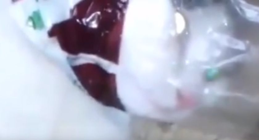 Policja szuka autora brutalnego nagrania. Wiadomo jedynie, że to dziecko