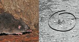 Plaga szczurów w Wilanowie