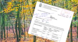 Ratusz zdradził, że w planach są nowe nasadzenia. Będą drzewa w Wilanowie 