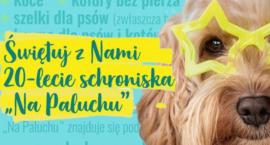 Schronisko Na Paluchu i jego 20-lecie. Będzie zbiórka w Wilanowie!