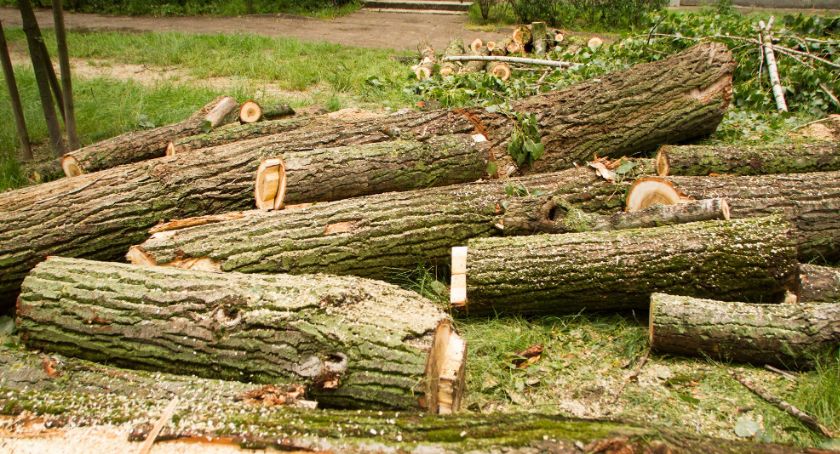 Mieszkańcy Muranowa alarmują – trwa wycinka w okresie lęgowym!