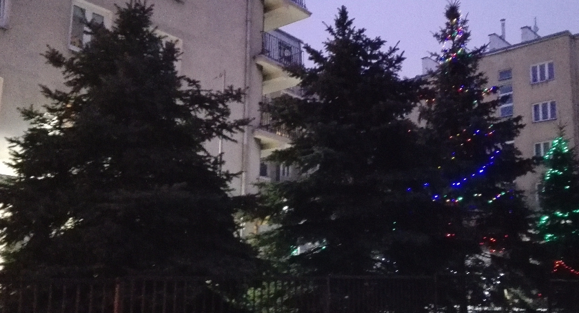 Gdzie oddać choinkę po świętach?