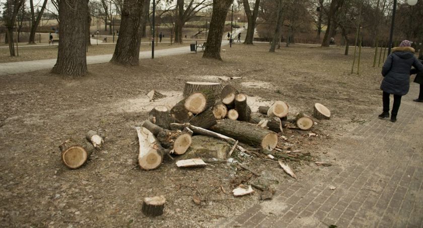 Wycinka drzew w Parku Moczydło. Urzędnicy wyjaśniają 