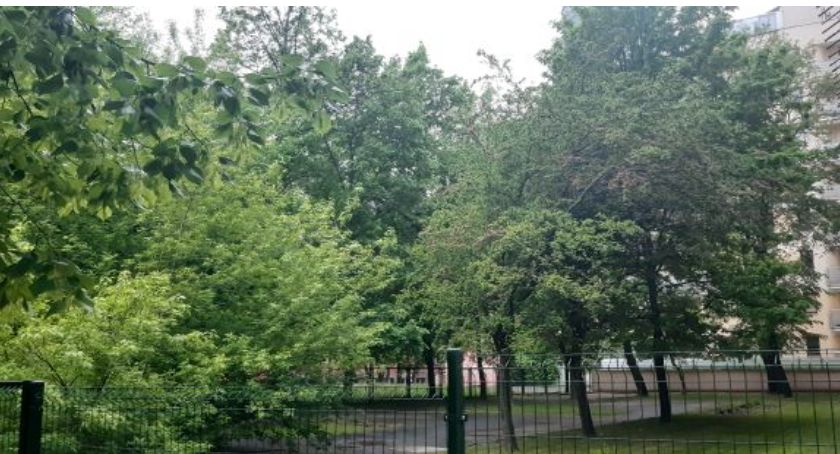 Radny w obronie przed wycinką na ul. Ogrodowej 49 [ZDJĘCIA]