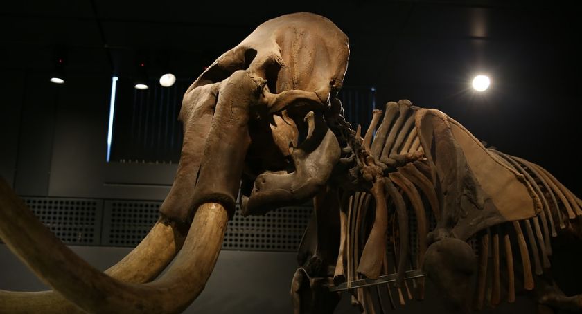 Nowa maskotka Woli to... mamut