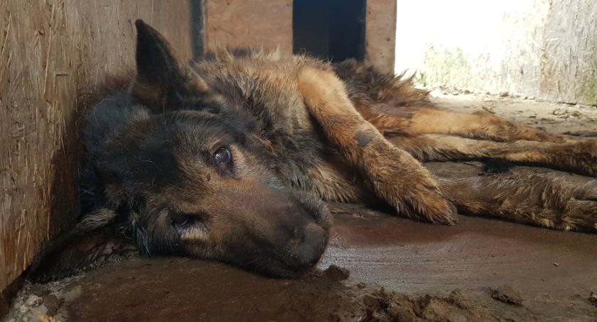 Konający pies i jego bezduszny właściciel