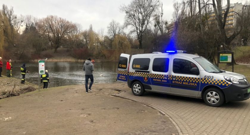 Uwięziony łabędź został uratowany!