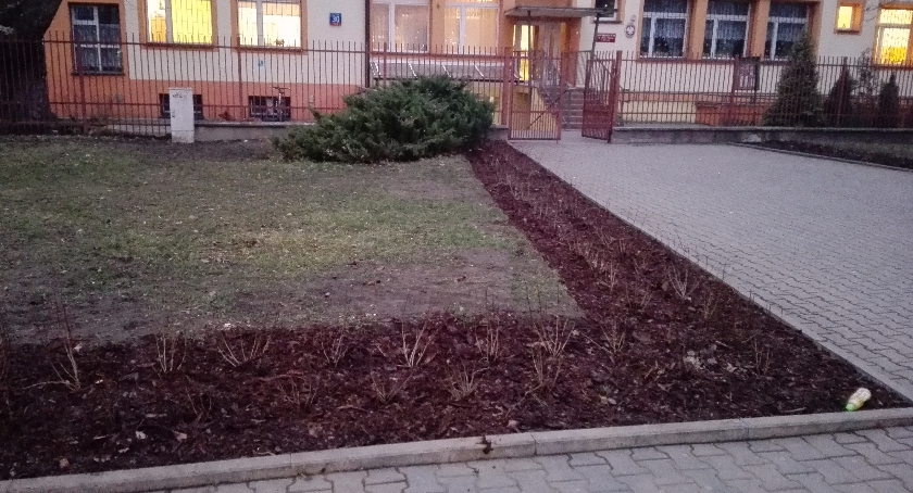 Uporządkowano teren przed szkołą.