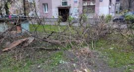 Ścięte i połamane drzewa na ul. Długosza [ZDJĘCIA]
