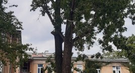 Konary zagrażają przechodniom