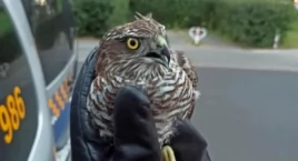 Lot na Woli zakończył się dla tego drapieżnika dość pechowo