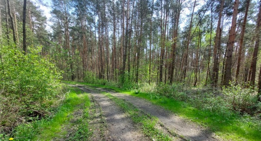 Kampinoski Park Narodowy informuje o wycince drzew 