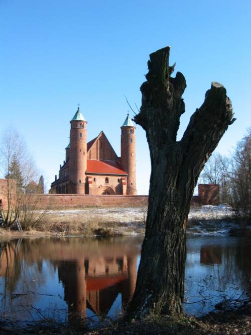Brochowskie wierzby fachowo ogłowione