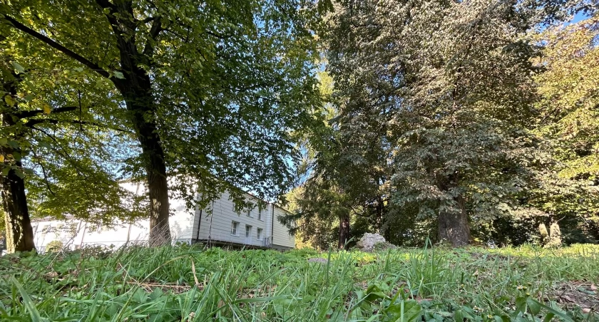 Park za Szkołą Muzyczną w Sochaczewie - będzie pielęgnacja drzew