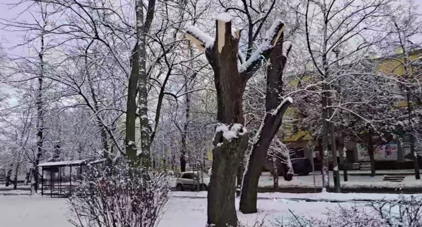 Mogło być pomnikiem przyrody w Chodakowie - za chwilę zniknie z krajobrazu [WIDEO]