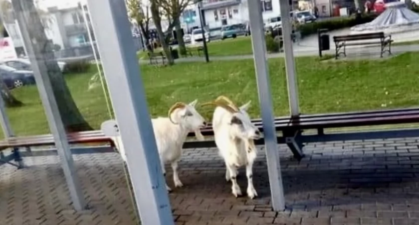 Kozy podróżniczki w Sochaczewie 