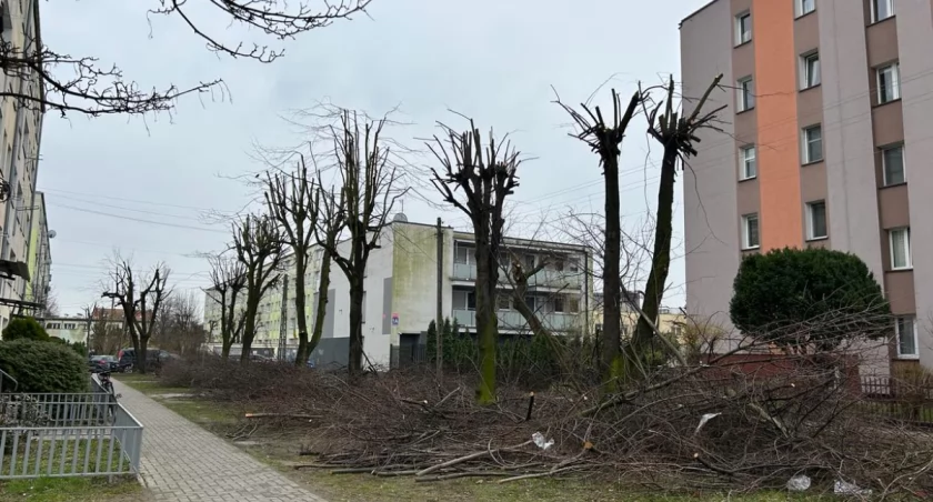 Wiosenne przycinki w Sochaczewie [FOTO]