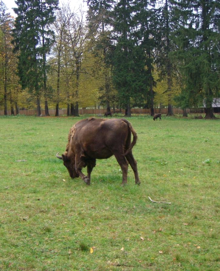 Gimnazjaliści w Białowieży