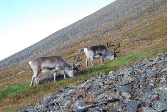 Spitsbergen - lato w rejonie arktycznym