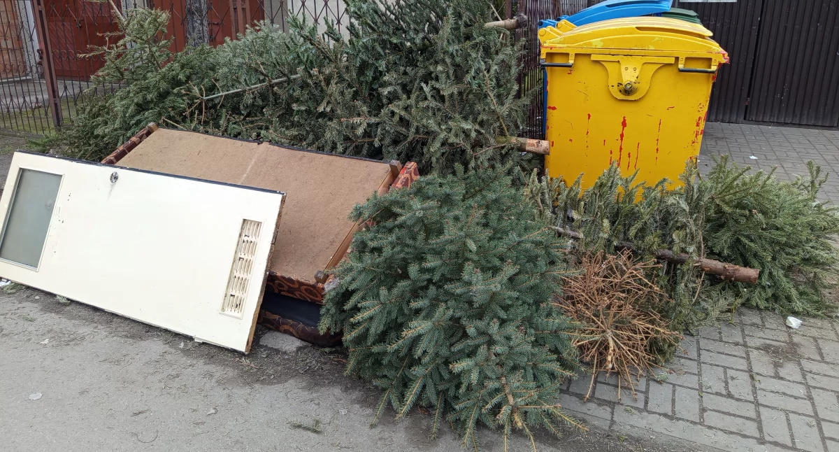Miasto odbierze choinki 