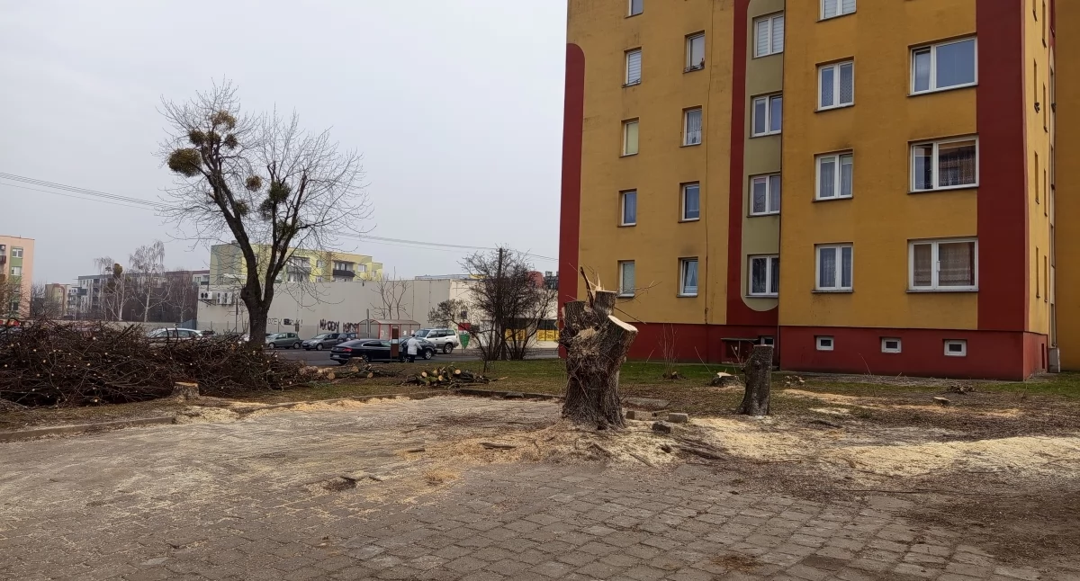 Wycięli jedne posadzą nowe