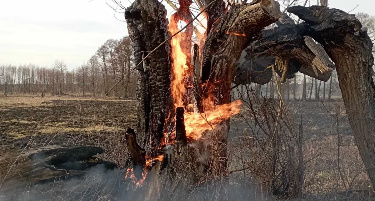 Zanim podpalisz trawę - pomyśl