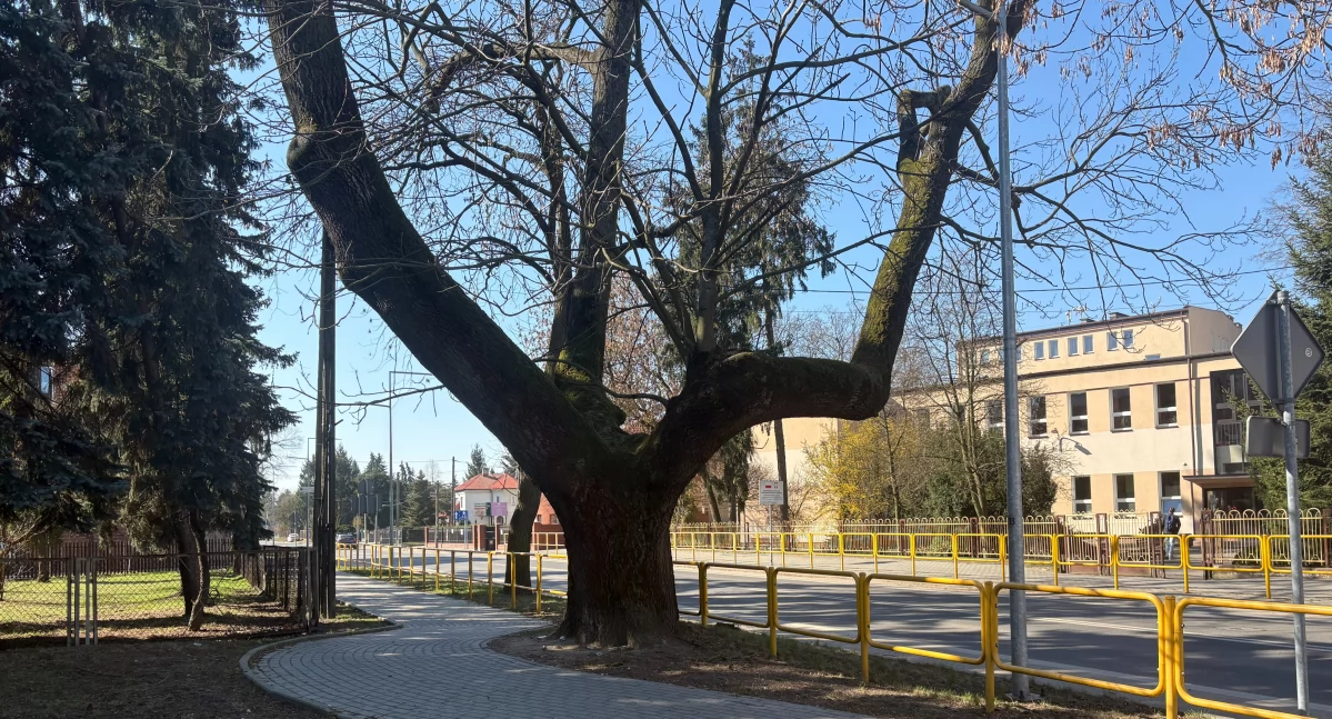 Czy jesion przy ulicy 15 Sierpnia zostanie pomnikiem przyrody? [SONDA]