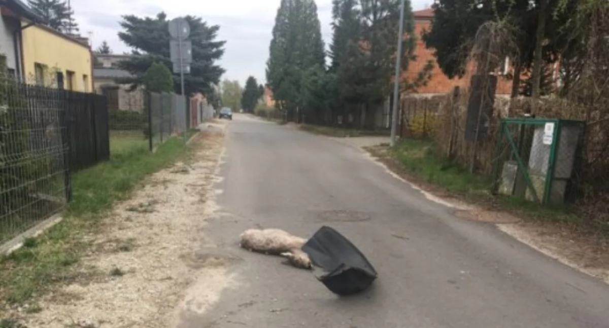 Jest umowa, ale sarny z ulicy Pięknej nikt nie chce zabrać