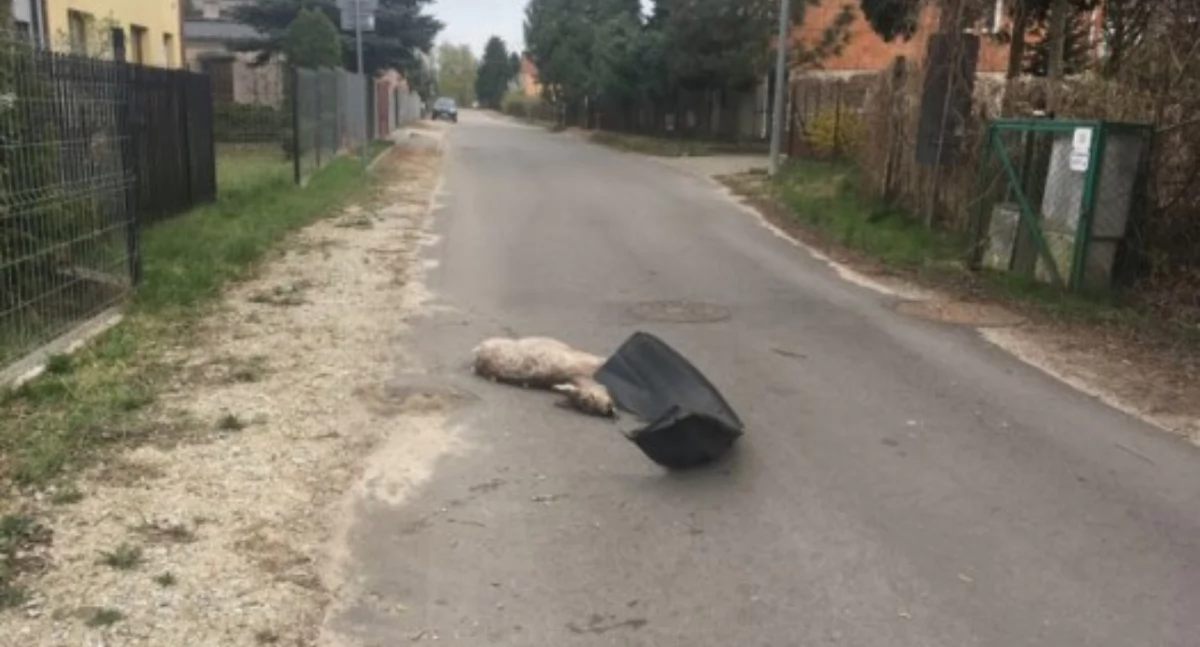 Wypadki z dzikimi zwierzętami - apel o ostrożność na drodze