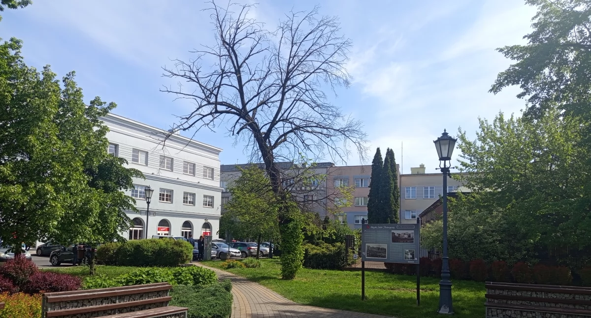 Czy w Sochaczewie uratują umierające drzewa?