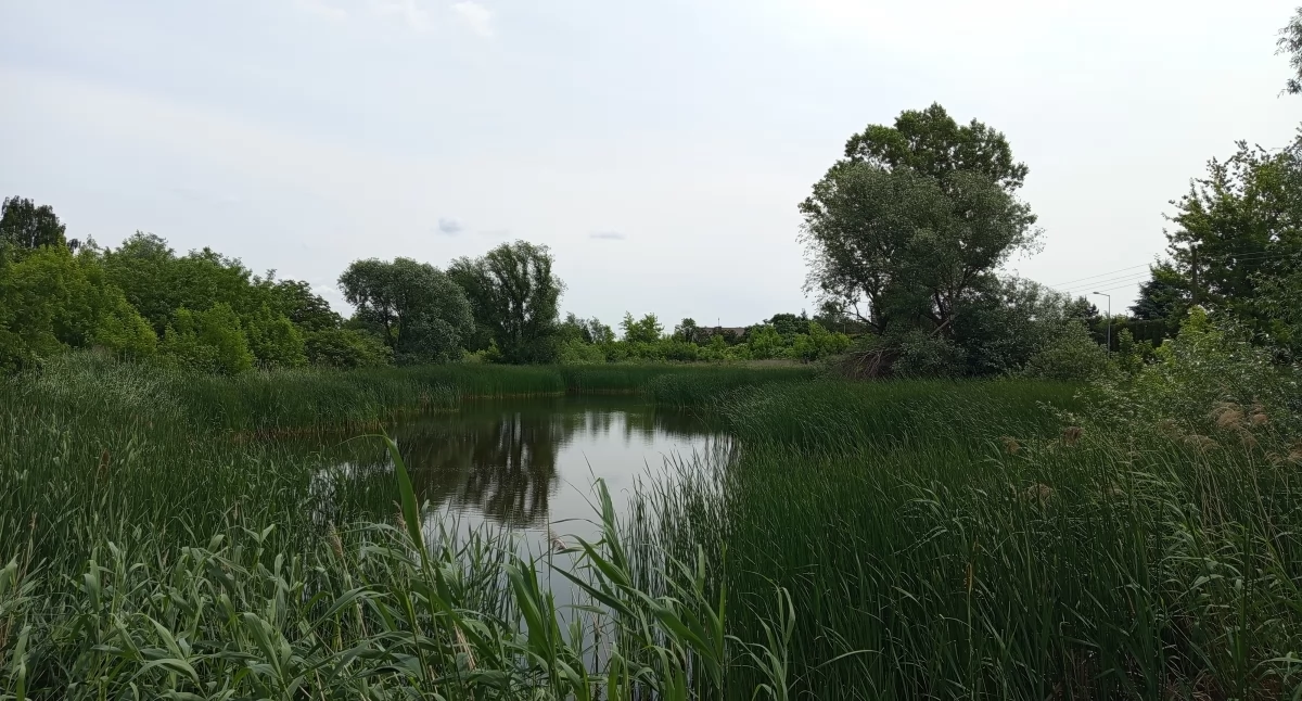 Sochaczewscy radni upoważnili burmistrza do zakupu stawu