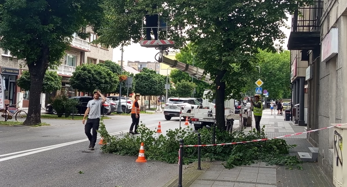 Ruszyła pielęgnacja sochaczewskich drzew