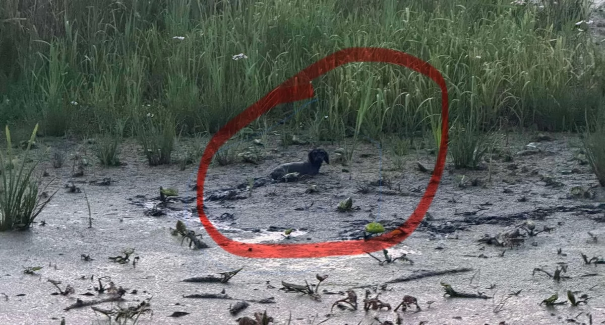Psy rozrzucono jak śmieci na łące pod Brochowem 
