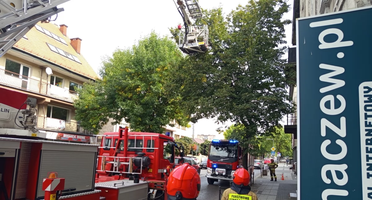 Sochaczewscy strażacy w niecodziennej akcji — ratowanie kota w centrum miasta